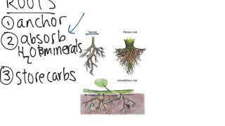Roots