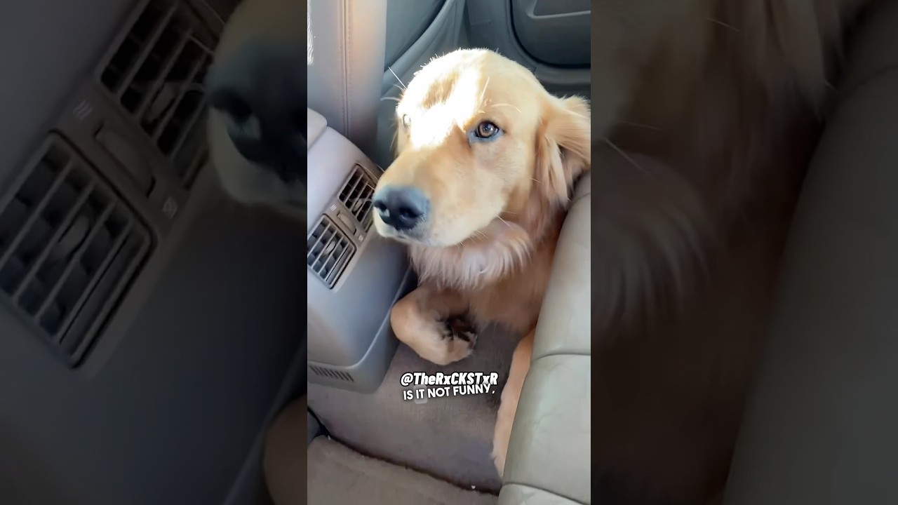 He Thought It Was Take Your Dog To Work Day! #shorts by RxCKSTxR