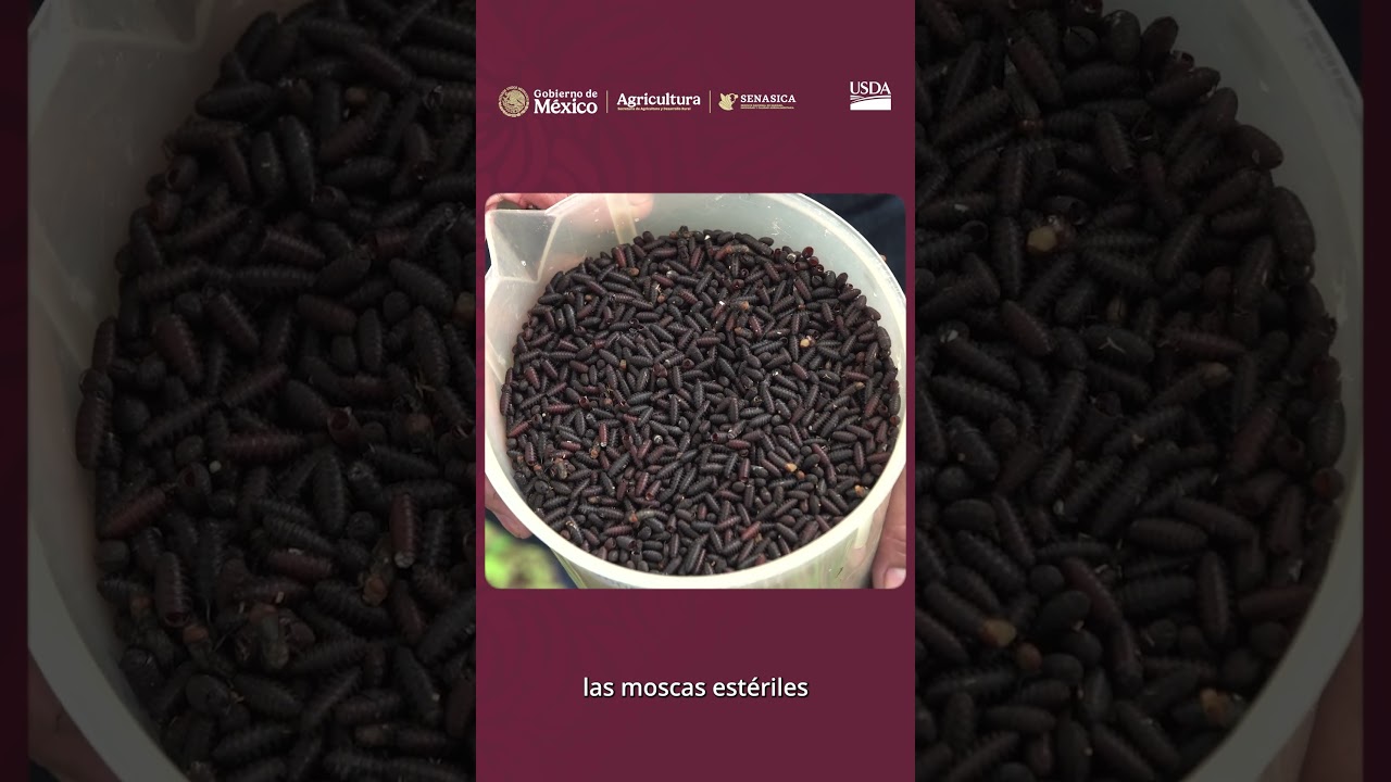 Inauguración de la planta de moscas estériles en Metapa de Domínguez, Chiapas