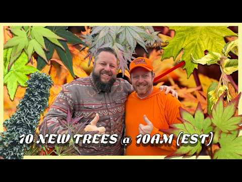 CRAZY COLORS! 10 Highly Sought-After Japanese Maples Including Peve Multicolor!| 10@10 Drop