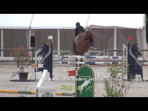 Elwendy, jument par Carthino Z