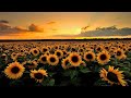 Sunflower Flowers Sunflower More Seeds Beautiful Flowers Dil Kehta Hai Chal Unse Mil