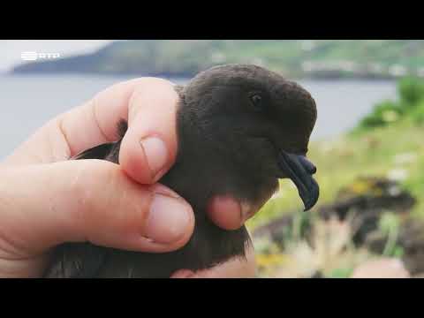 DOCUMENTÁRIO NATUREZA RTP - Portugal, uma História Natural - AÇORES 