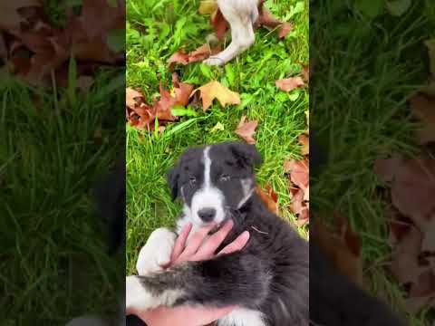 a truly unique experience for those who are openminded and want to experience farm life in Romania!