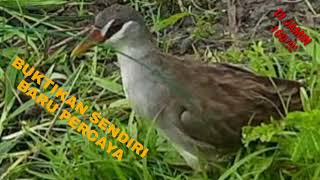 Download lagu Suara Pikat Burung Tikusan Alis Putih Terbaru 2022 Ampuh Buktikan Sendiri mp3