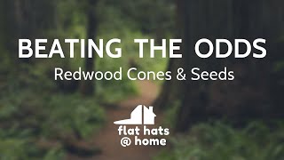 Beating the Odds - Redwood Cones &amp; Seeds