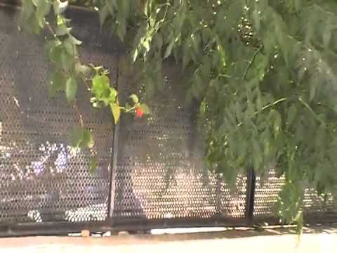 اشتباكات بين عناصر كتائب مغاوير حوران وقوات النظام في خربة غزالة