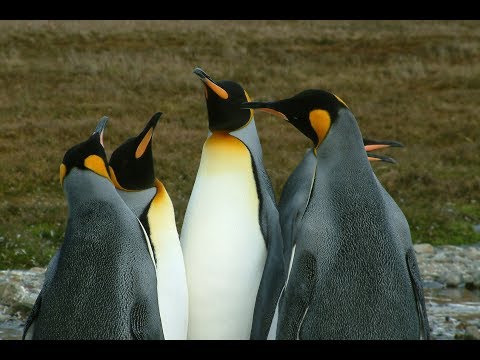 King penguin love: 2 males fighting for a female.