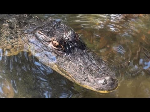 Feeding Trapjaw gator, sanctuary vlog!