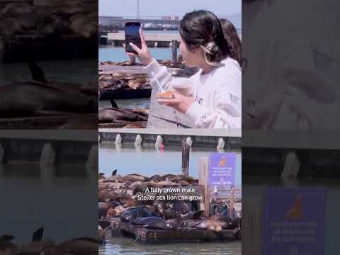 Video Thumbnail: Crowds gather in San Francisco to see 'Chonkers' the sea lion