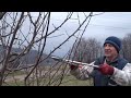 Pruning A Tangled Plum Tree