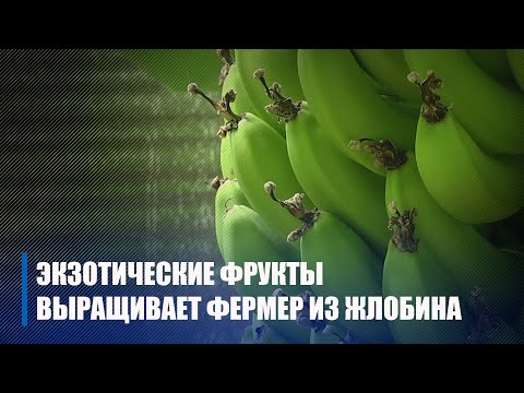 Как фермер из Жлобина выращивает в теплице экзотические фрукты видео