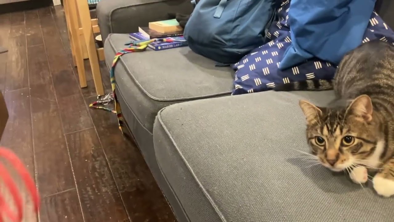 French Fry , a ADOPTABLE Domestic Short Hair in Brooklyn, NY video 6/6