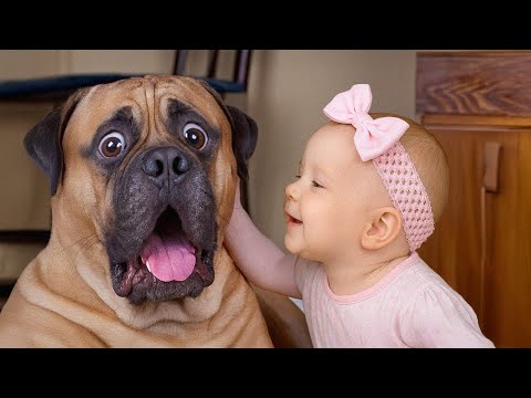 Perros Graciosos y Lindo Bebé 👶🐶 Intenta No Reír con Animales de Risa