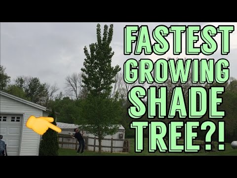 download lagu mp3 mp4 Fast Growing Shade Trees, download lagu Fast Growing Shade Trees gratis, unduh video klip Fast Growing Shade Trees