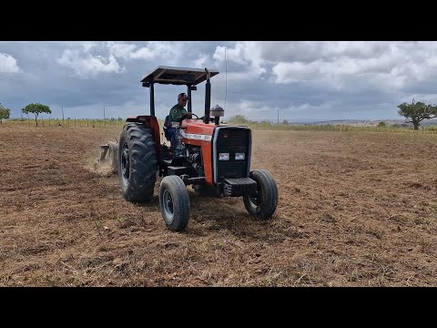 Tractor driver RÓ harrowing the dry land in the MF290 tract for planting passion fruit