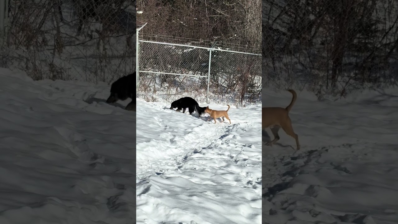 Enlarge Arman, an adopted mixed breed in St Stephen, NB video 3/4