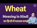 Wheat meaning in Hindi | Wheat ka kya matlab hota hai | daily use English words