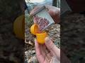 Bamba of matches and a kinder 💥😵 #asmr #camping #outdoors #survival #livehacks #fire #skills