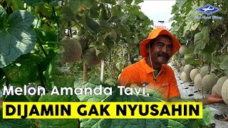 Download lagu BISI Sahabat Petani: #melon Amanda Tavi Dijamin Gak Nyusahin mp3