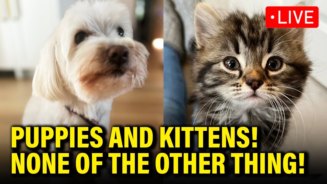 LIVE: PUPPY AND KITTEN INAUGURATION