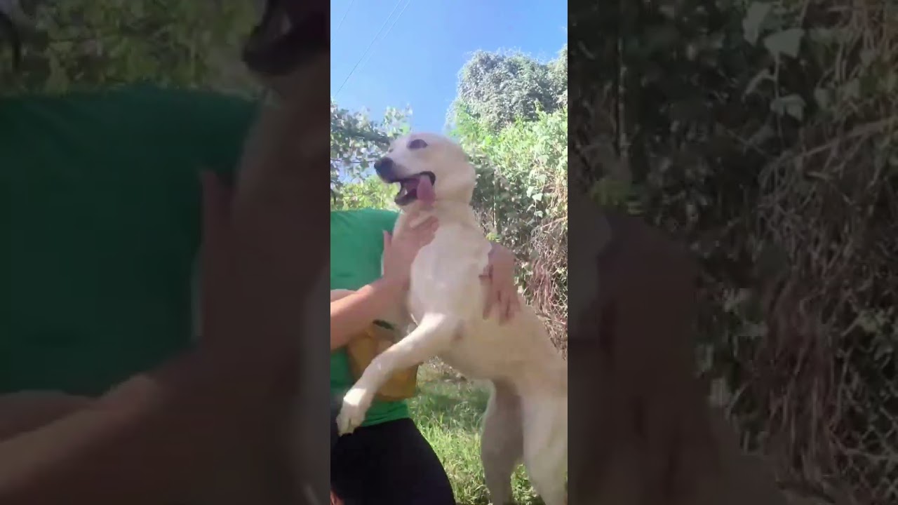 Blanca video
