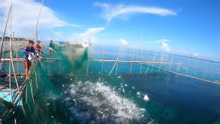 Pag-aani ng Smaral at Bnagus. Harvest&Cook, Inihaw at Kinilaw na Bangus