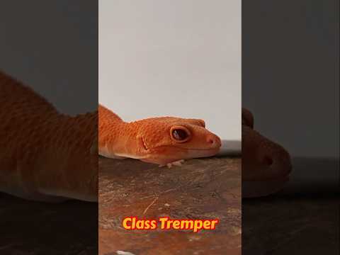 Gecko Glow Raptor