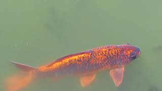 Cemeteries I Saw [Avey Tare - Cemeteries]