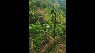 Download lagu Viral keindahan gunung sangga buana Ter simpan suara mistik dan juga banyak peninggalan harta gaib mp3 Download lagu Viral keindahan gunung sangga buana Ter simpan suara mistik dan juga banyak peninggalan harta gaib mp3