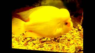 Экзотическая рыбка в ресторане АРКА. Exotic fish in a restaurant ARCA.