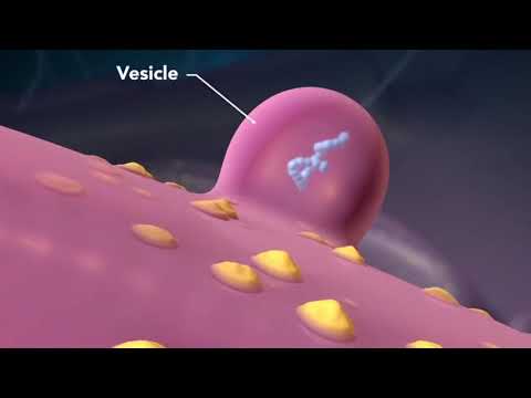 La célula. Características, tipos y funcionamiento.