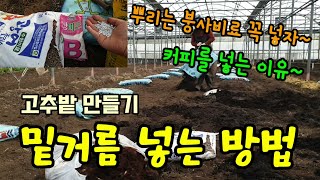 고추농사 칼슘비료 뿌린 밭에 고추밑거름 넣기 퇴비 유기질비료 붕사비료 커피박비료를 넣고 로타리치기 커피를 뿌…