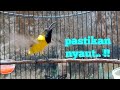 PASTIKAN NYAUT DENGAR SUARA PANCINGAN SOGON INI Sogongacor Sogokontonggacor Pancingansogongacor