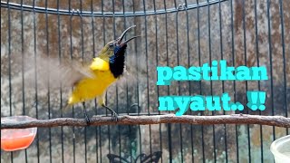 Download lagu PASTIKAN NYAUT DENGAR SUARA PANCINGAN SOGON INI   #sogongacor #sogokontonggacor #pancingansogongacor mp3 Download lagu PASTIKAN NYAUT DENGAR SUARA PANCINGAN SOGON INI   #sogongacor #sogokontonggacor #pancingansogongacor mp3