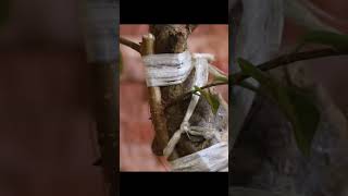 Download lagu The Journey of Native Ficus Microcarpa Bonsai mp3