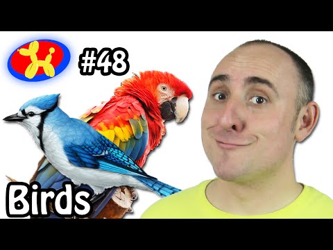 Birds - Balloon ! Win ! Fail ! #48 - YouTube