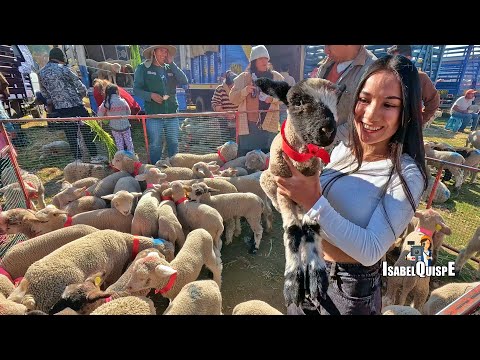 Feria Ganadera Iscos Chupaca - Huancayo Perú | Isabel Quispe