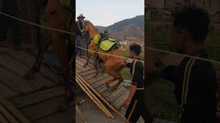 Download lagu Menegangkan Kuda Renggong Naik Truck mp3