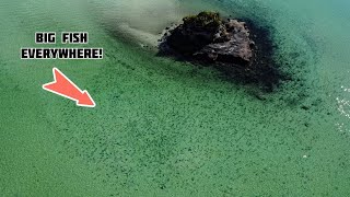 Ultimate Shallow Water Fishing | Kingfish, Snapper & Trevally | NZ