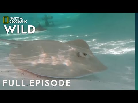 Stingray Stunner (Full Episode) | Secrets of the Zoo