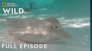 Stingray Stunner (Full Episode) | Secrets of the Zoo