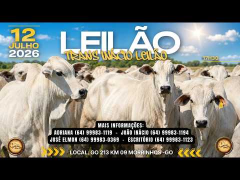 Leilão de Gado em MORRINHOS-GO, 19/07/2026  TransInácio Leilão - 18:00 Hs - Presencial e virtual.