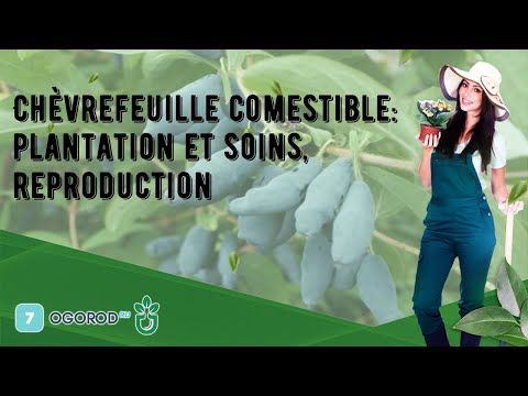 , title : 'Chèvrefeuille comestible: plantation et soins, reproduction'