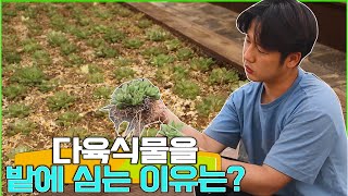 다육이를 밭을 만들어 심는 이유는?? - 팜스맨 다육이 심기!