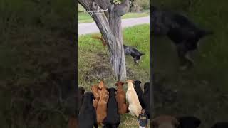 Download lagu Tingkah lucu Seekor Tupai hindari kejaran Anjing #animals #shorts mp3