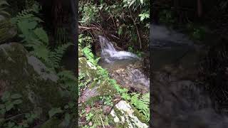 参道横の小さな滝 #shorts #自然 #asmr #マイナスイオン #音量注意 #怨霊注意⚠️ #滝