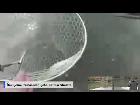 LIVE prenos od vody: ako byť úspešný pri love pstruha