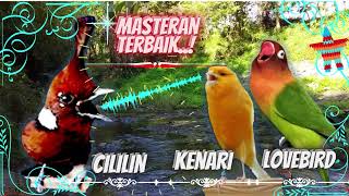 Download lagu Cililin - Kenari - Lovebird || Tembakan Panjang Joss..! Buat Masteran mp3 Download lagu Cililin - Kenari - Lovebird || Tembakan Panjang Joss..! Buat Masteran mp3