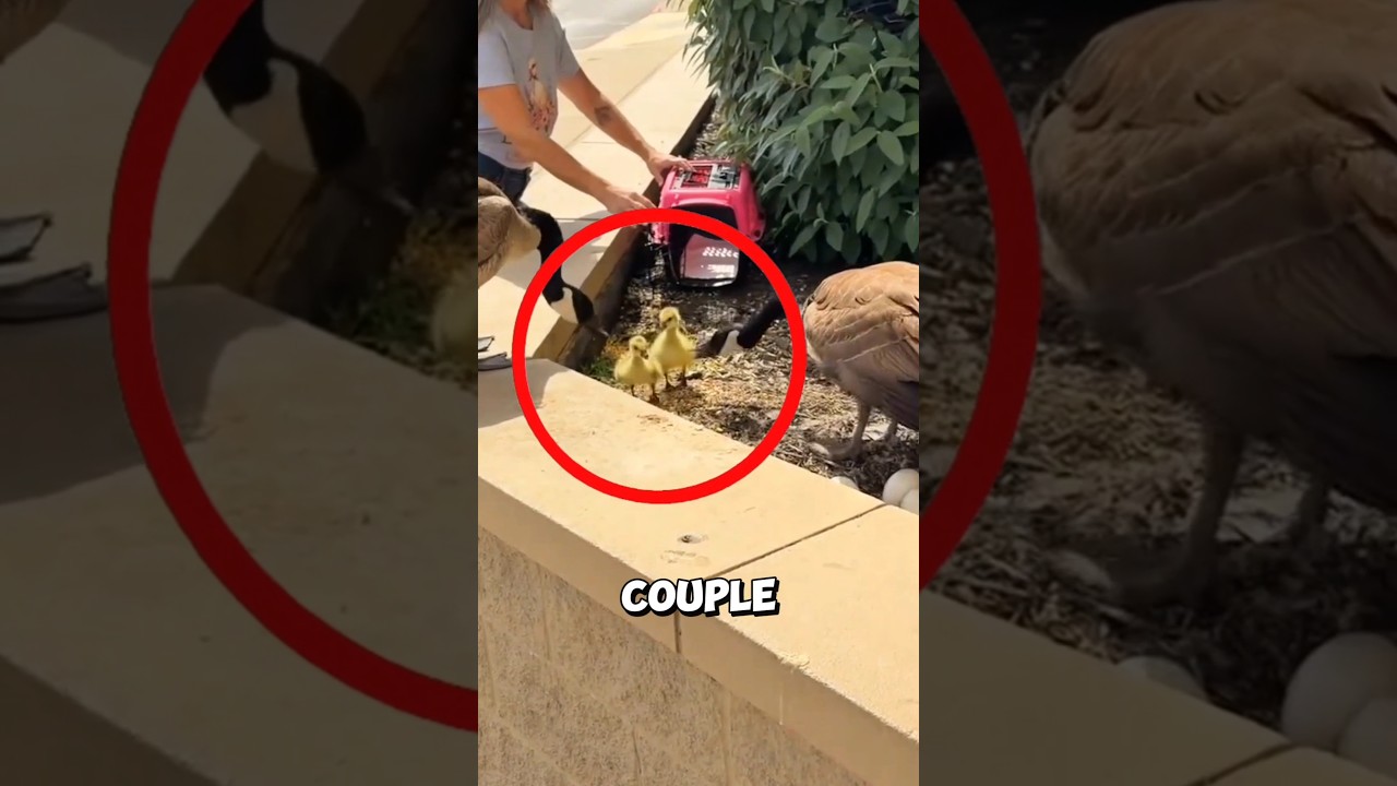 This orphan ducklings finally find a new family ❤️ #ducklings
